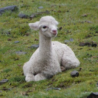 Alpaca bebe