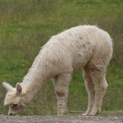 Alpaca comiendo