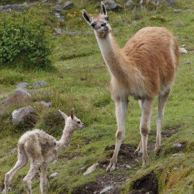 llama-cria